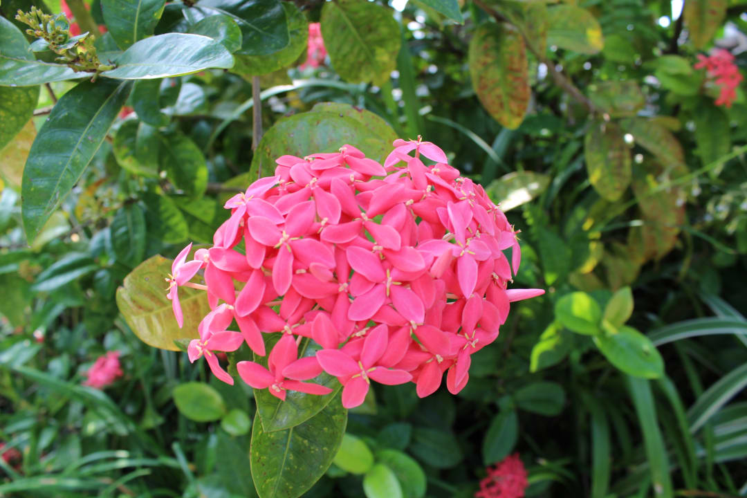 Gartenanlage Veligandu Maldives Resort Island