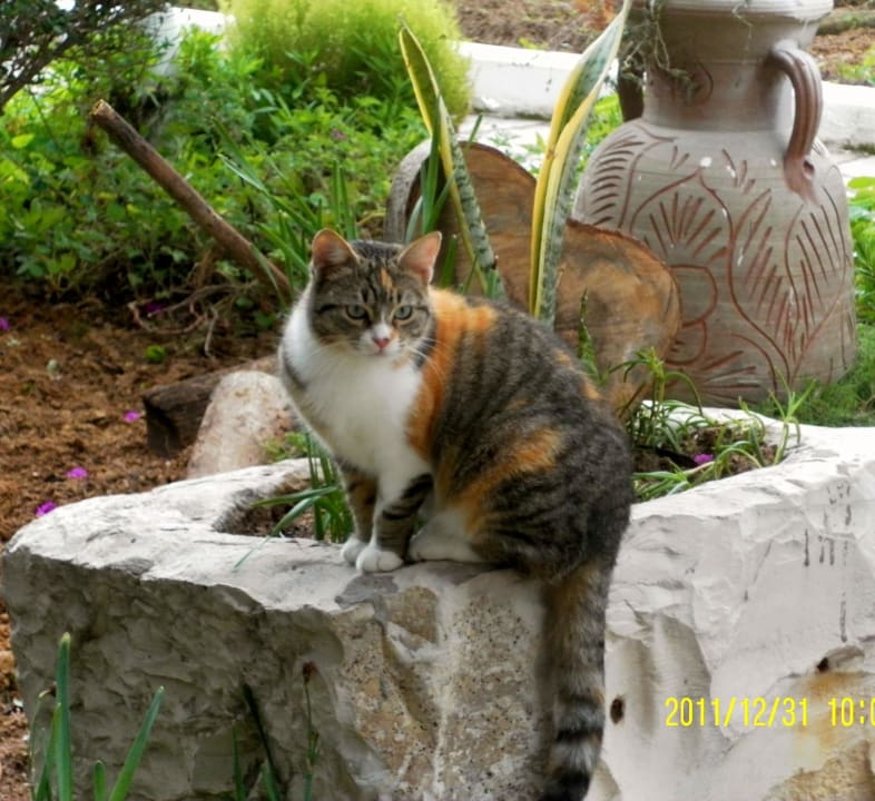 Hotelkatze auf Beobachtungsposten The Orangers Beach Resort and Bungalows
