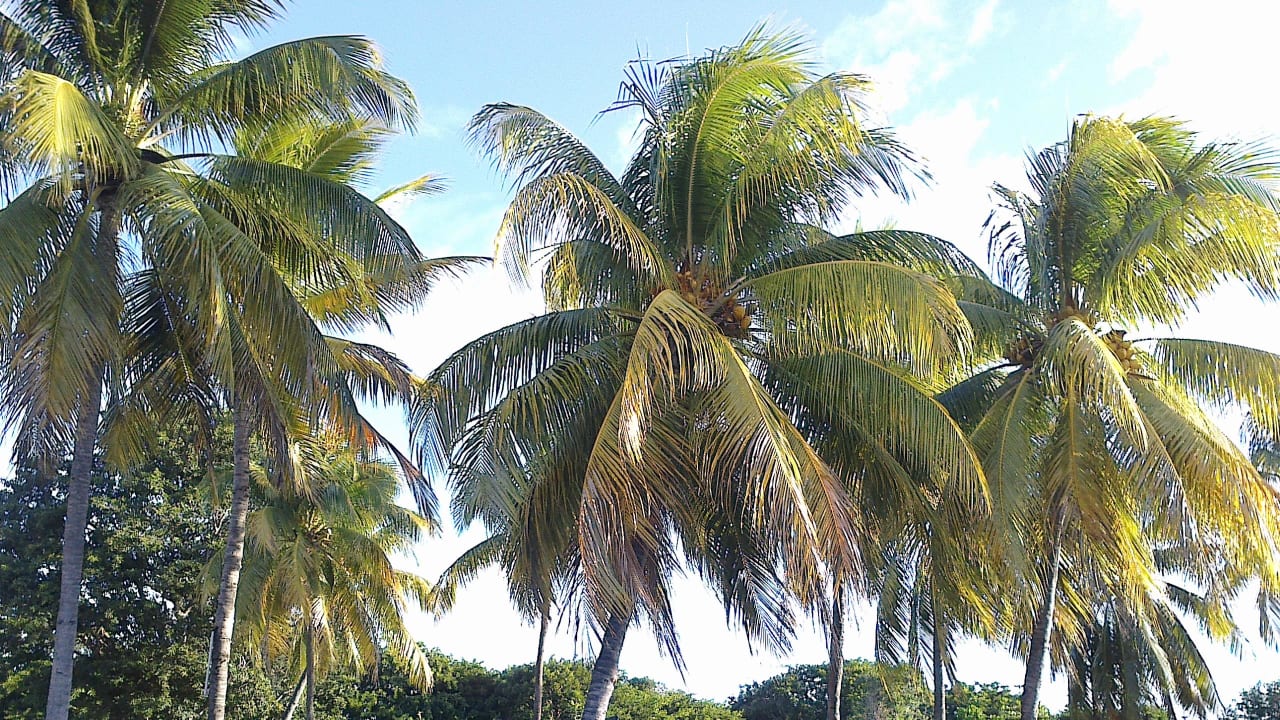 Kokospalmen Sofitel Imperial Resort & Spa