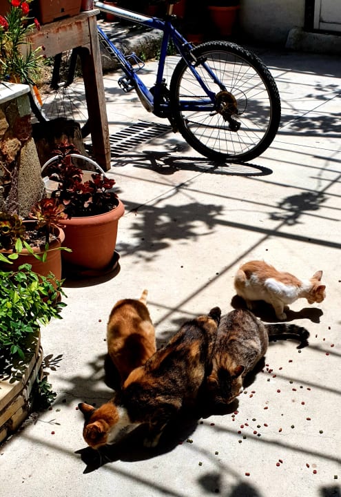 Sonstiges Oasis Scaleta Hotel