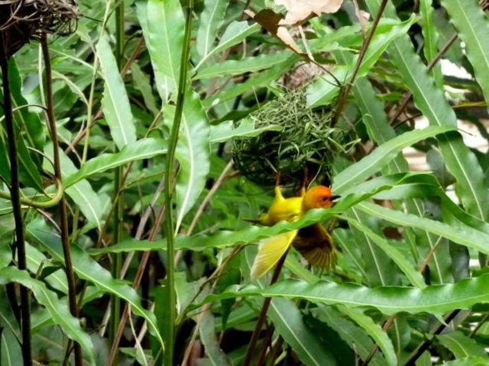 Die Webervögel bereiteten ihre Nester vor Hotel Southern Palms Beach Resort