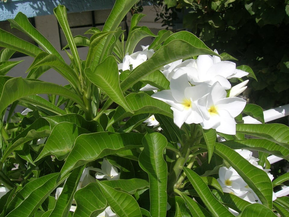 Plumeria Pudica Hotel Kathrin Beach