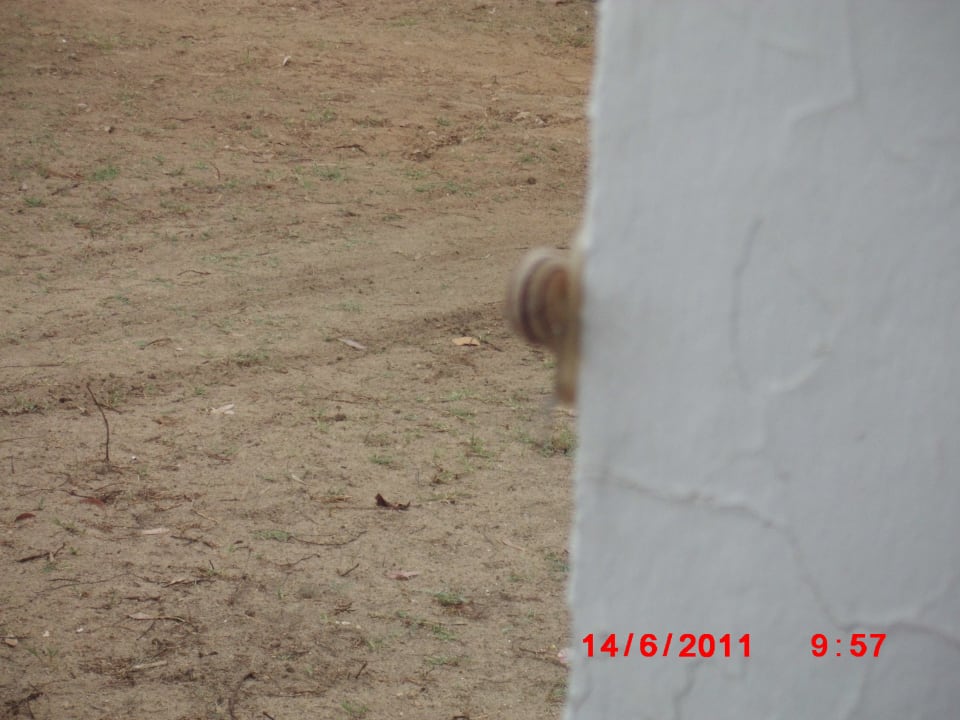 Eine Schnecke nach dem Gewitter morgens Hotel El Mouradi Djerba Menzel