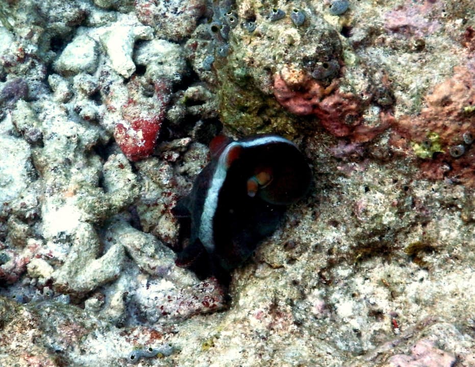 Unterwasserwelt  Kuramathi Maldives