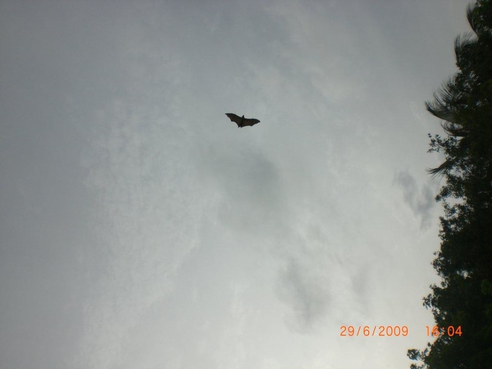 Das sind Flughunde, größer als Fledermäuse Summer Island Maldives
