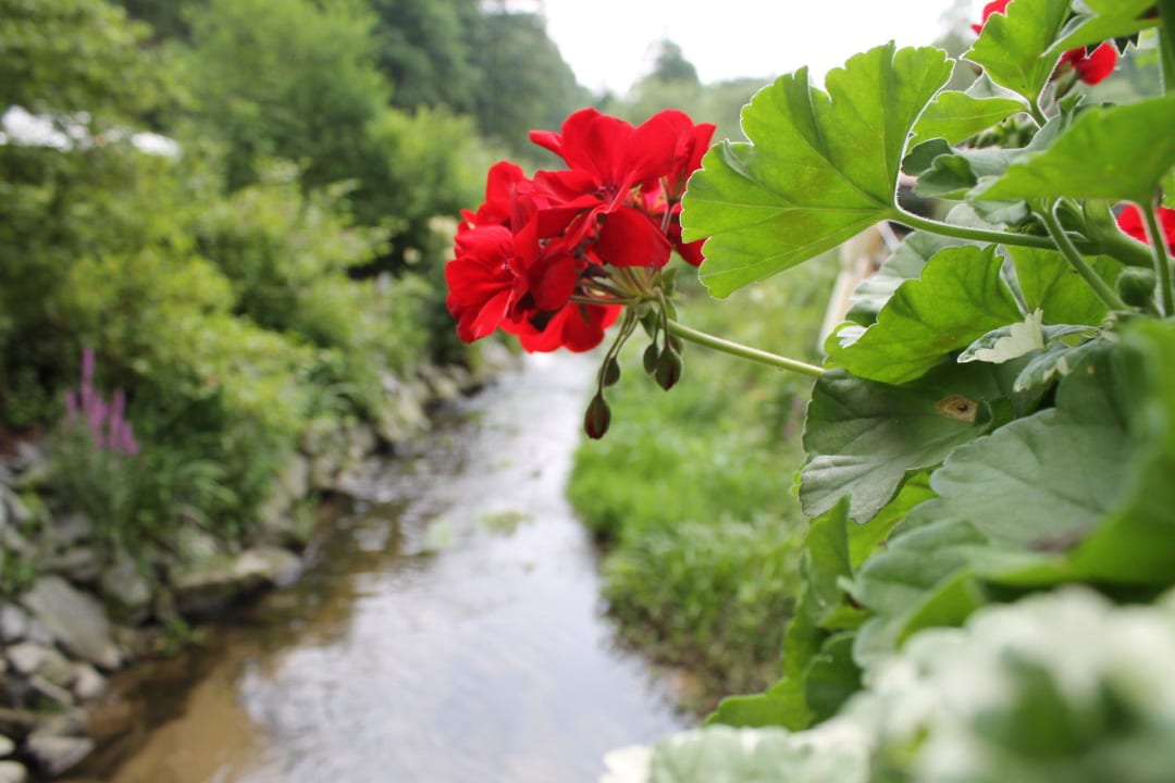 Im Wald am Bach "Kleine Ohe" gelegen Pension Die Mühle