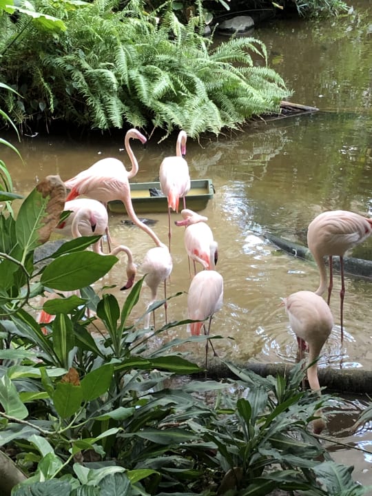 Gartenanlage Tropical Islands Resort