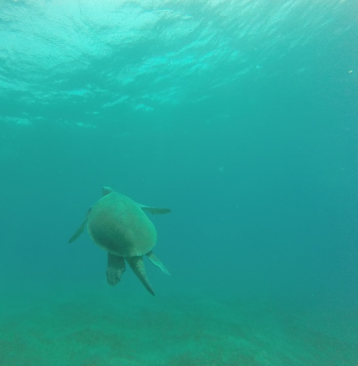 Sport & Freizeit Novotel Marsa Alam Beach Resort