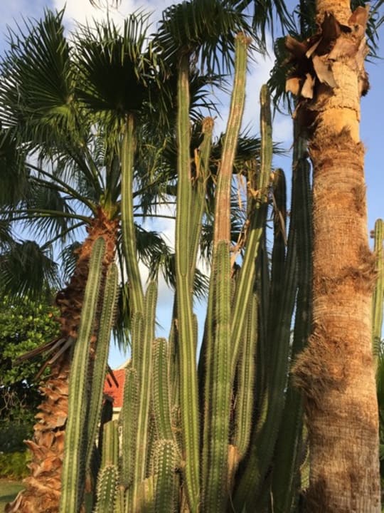 Sonstiges Dreams Curacao Resort, Spa & Casino