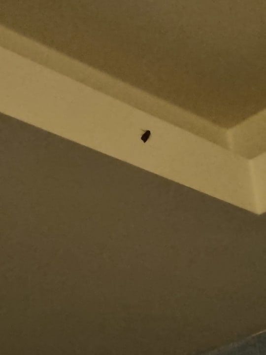 Zimmer Royal Holiday Palace