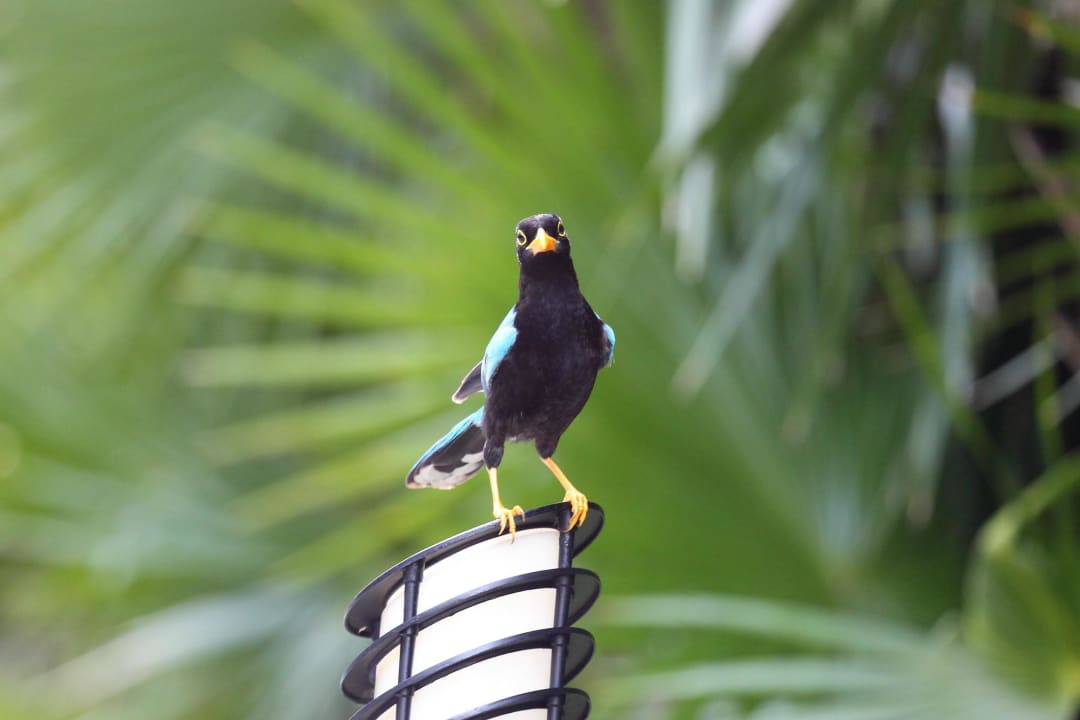 Und immer wieder schöne Tiere Grand Palladium Kantenah Resort & Spa