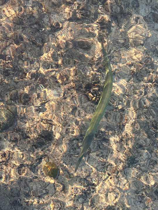 Sonstiges Steigenberger Coraya Beach - Adults only