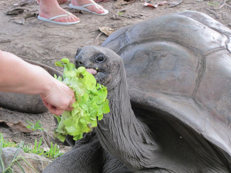 Riesenschildkröten Constance Ephelia