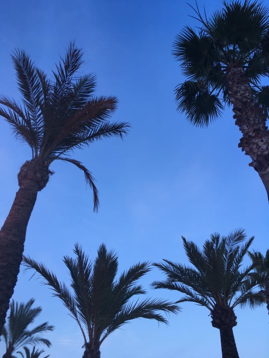 Gartenanlage THB Gran Bahía