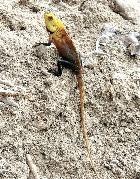 Sonstiges Kuramathi Maldives