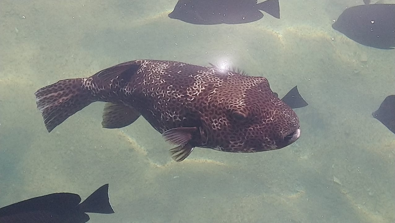 Gartenanlage Pickalbatros Dana Beach Resort - Hurghada