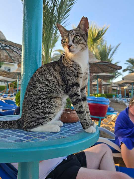 Strand Bella Vista Resort Hurghada