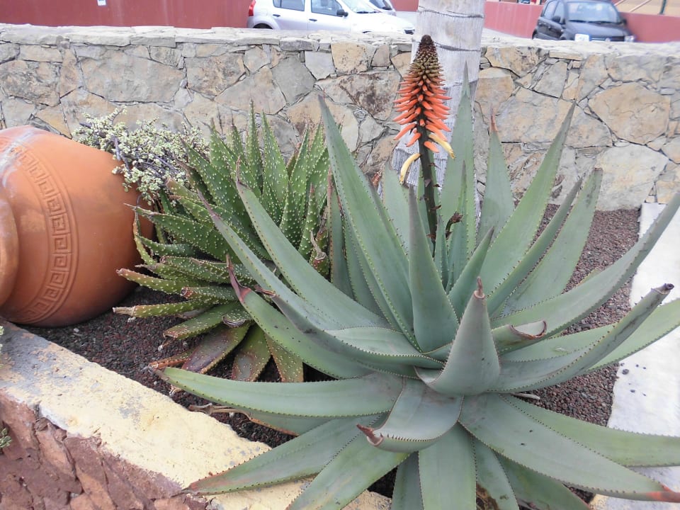 Aloe fiorita O7 Aloe Corralejo