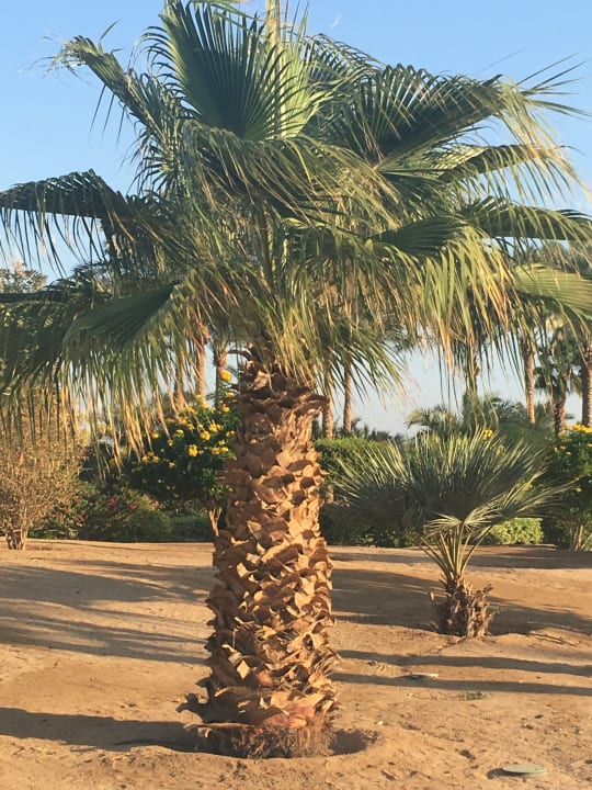Gartenanlage Steigenberger ALDAU Beach Hotel