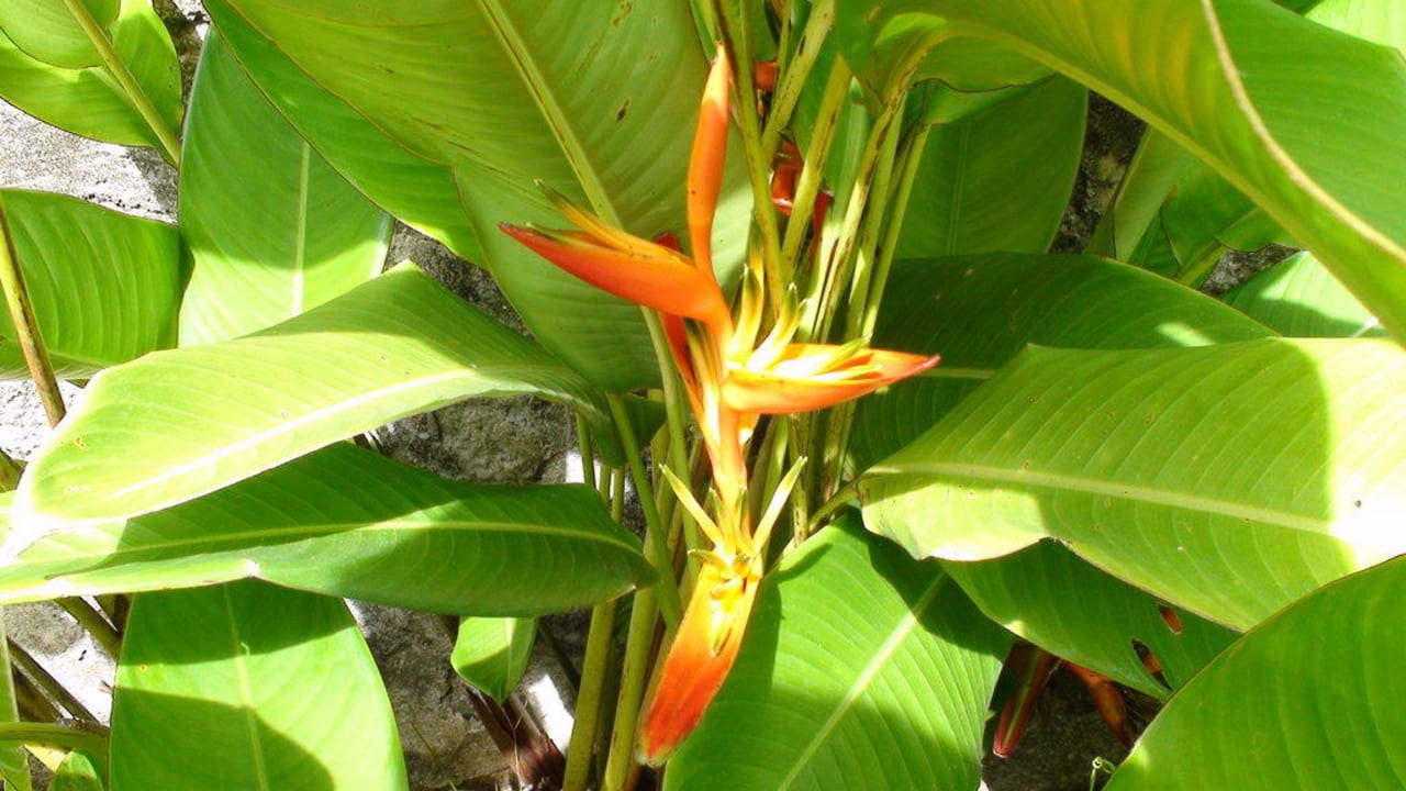 Flora & Fauna Constance Ephelia