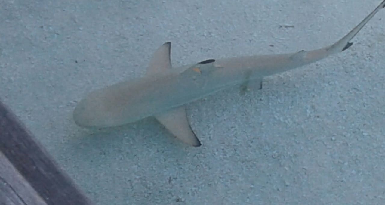 Strand Kuramathi Maldives