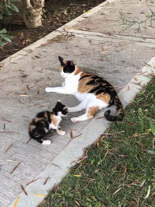 Gartenanlage Caravia Beach Hotel