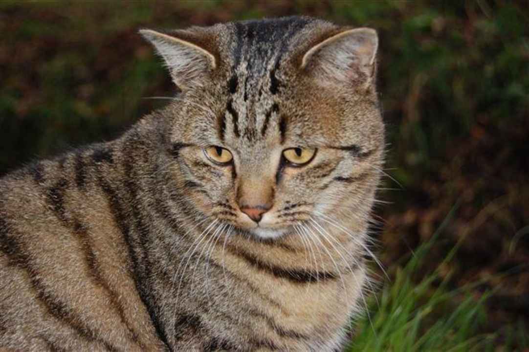 Katze Bromberger Hof