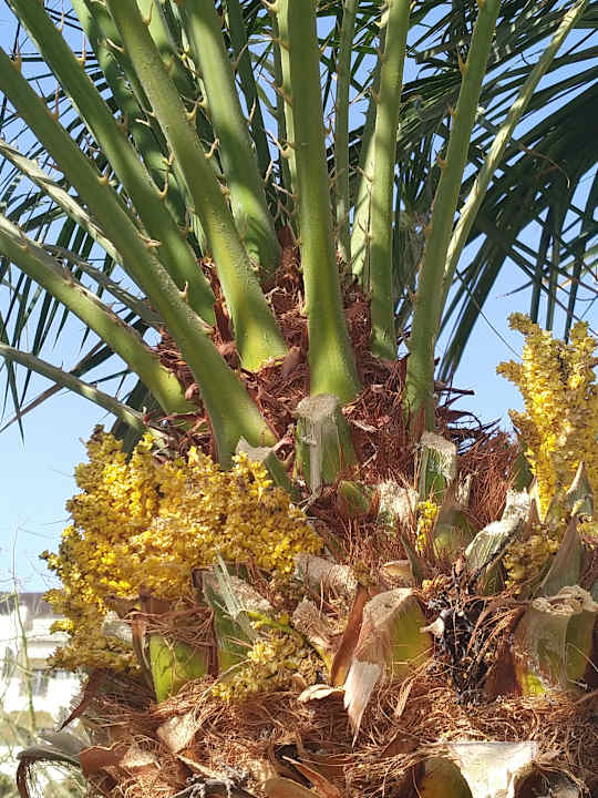 Gartenanlage Steigenberger ALDAU Beach Hotel