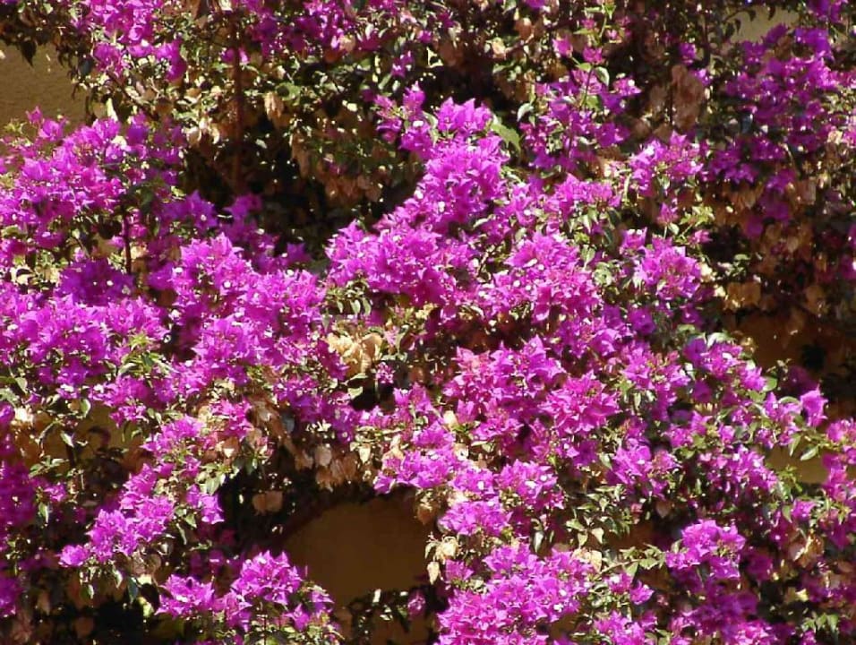 petro club 2003 VONRESORT Golden Beach