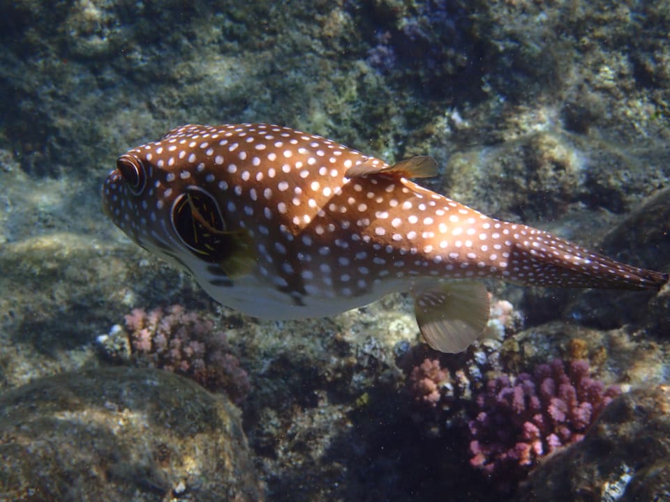 Strand Pickalbatros Sands Hotel - Port Ghalib