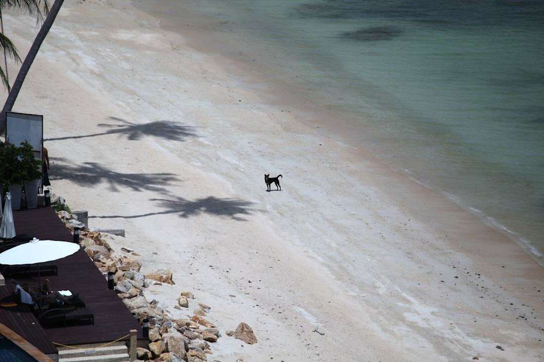 Strand mit Hund Ban Tai Villa