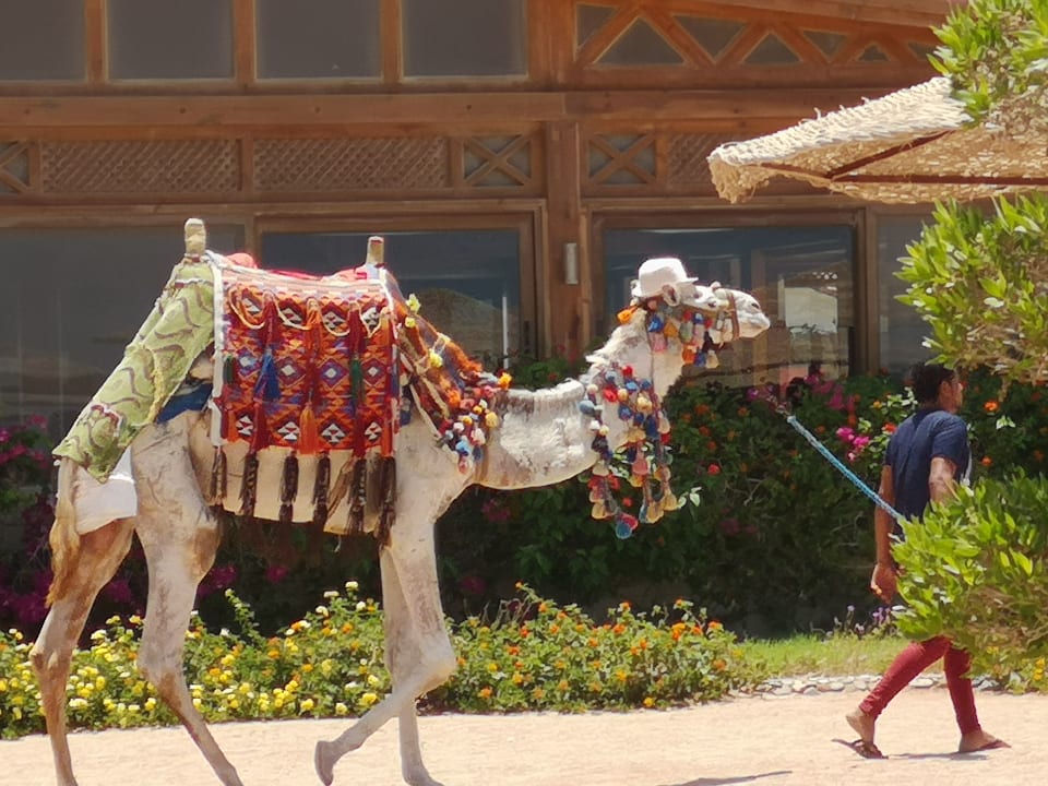 Sport & Freizeit Sea Star Beau Rivage