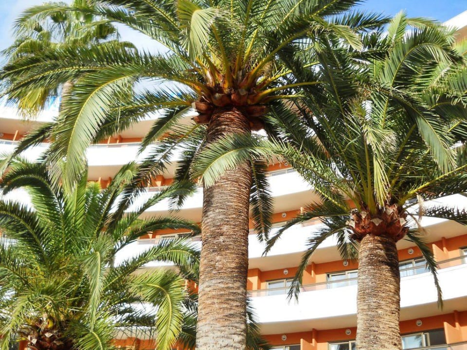 Außenansicht HSM Linda Playa