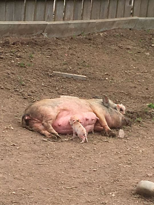 Schweineleben Farnbauernhof