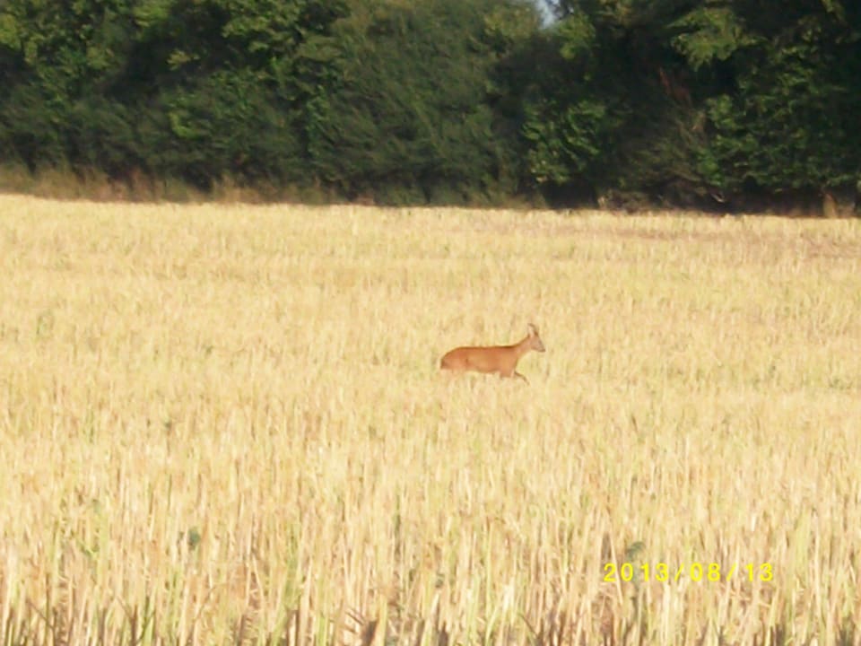 Blick auf die Terrasse Landhaus Jägerhof