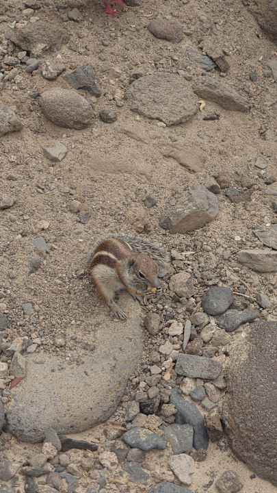 Strand Aldiana Club Fuerteventura