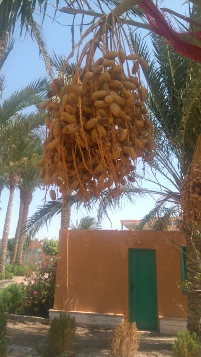 Gartenanlage Giftun Azur Resort