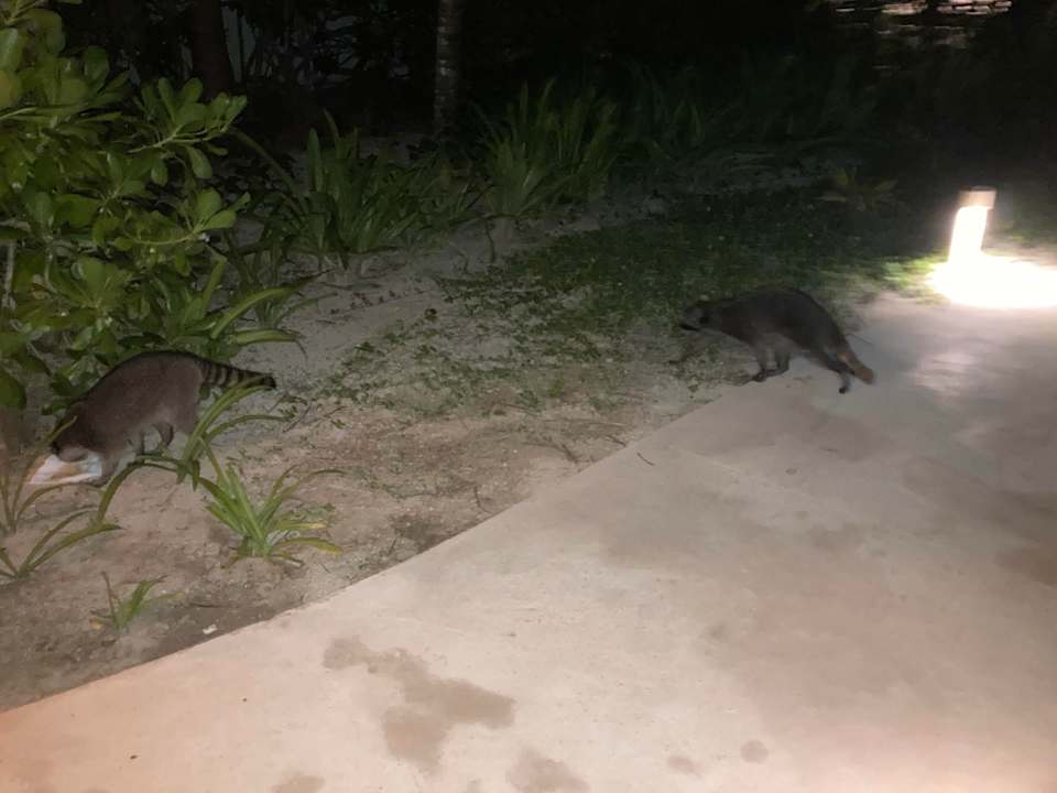 Gartenanlage Akumal Bay Beach & Wellness Resort