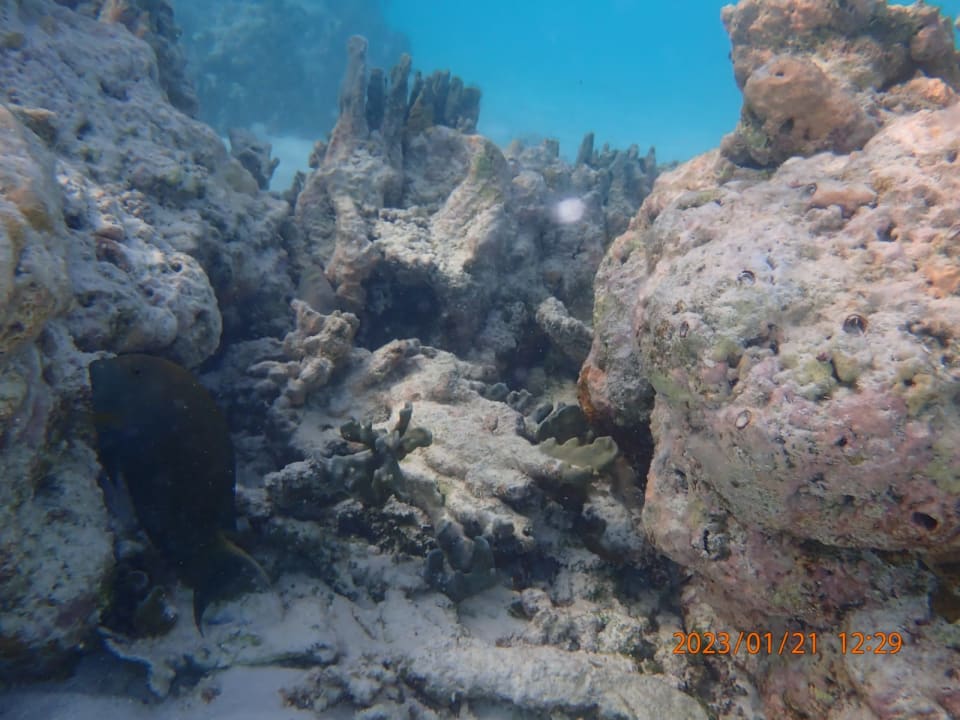 Sport & Freizeit Hotel Riu Palace Maldivas