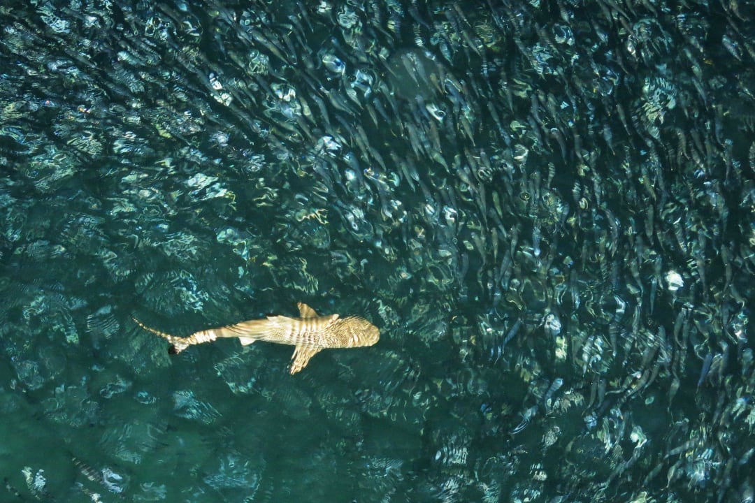 Ein Baby-Riffhai (ca. 40 cm) jagt am Pier Tunamaya Resort