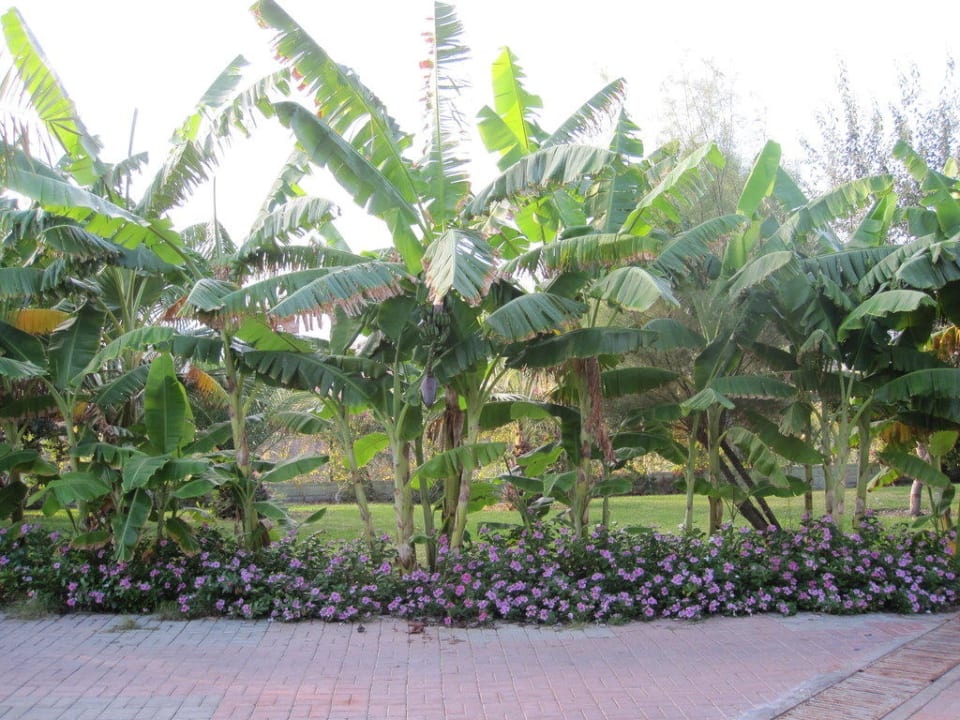 Palmen VONRESORT Golden Beach