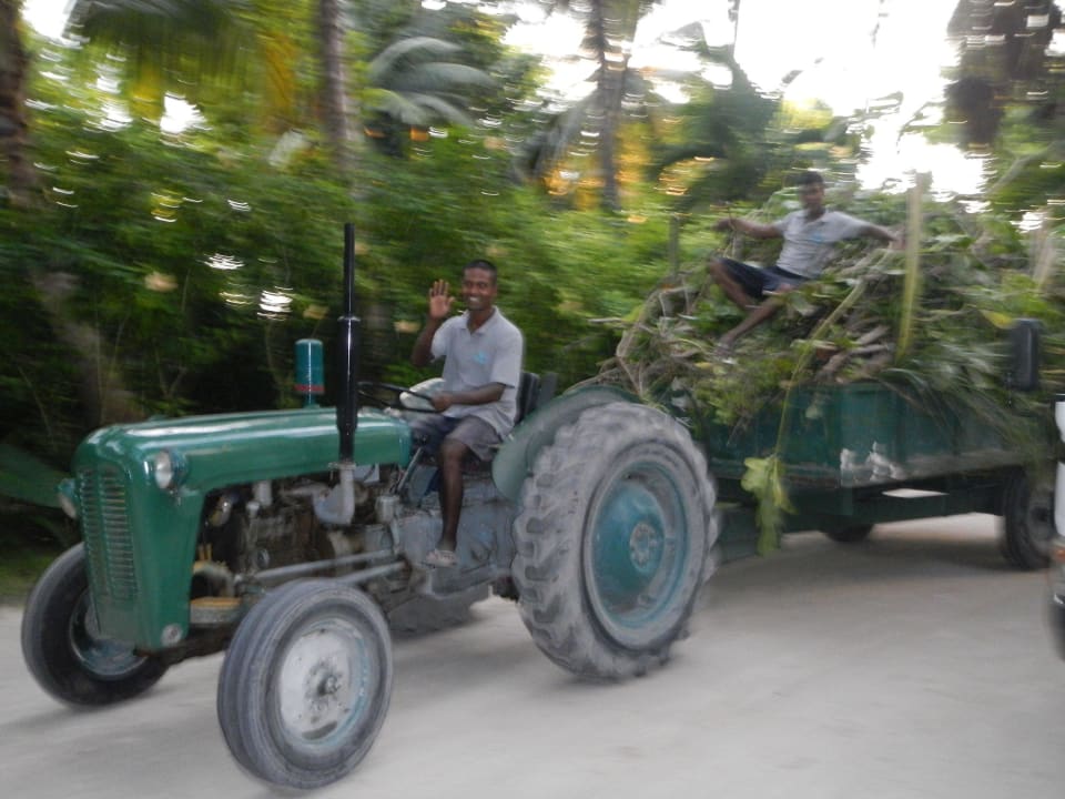 Fleissige Bienchen überall Kuramathi Maldives