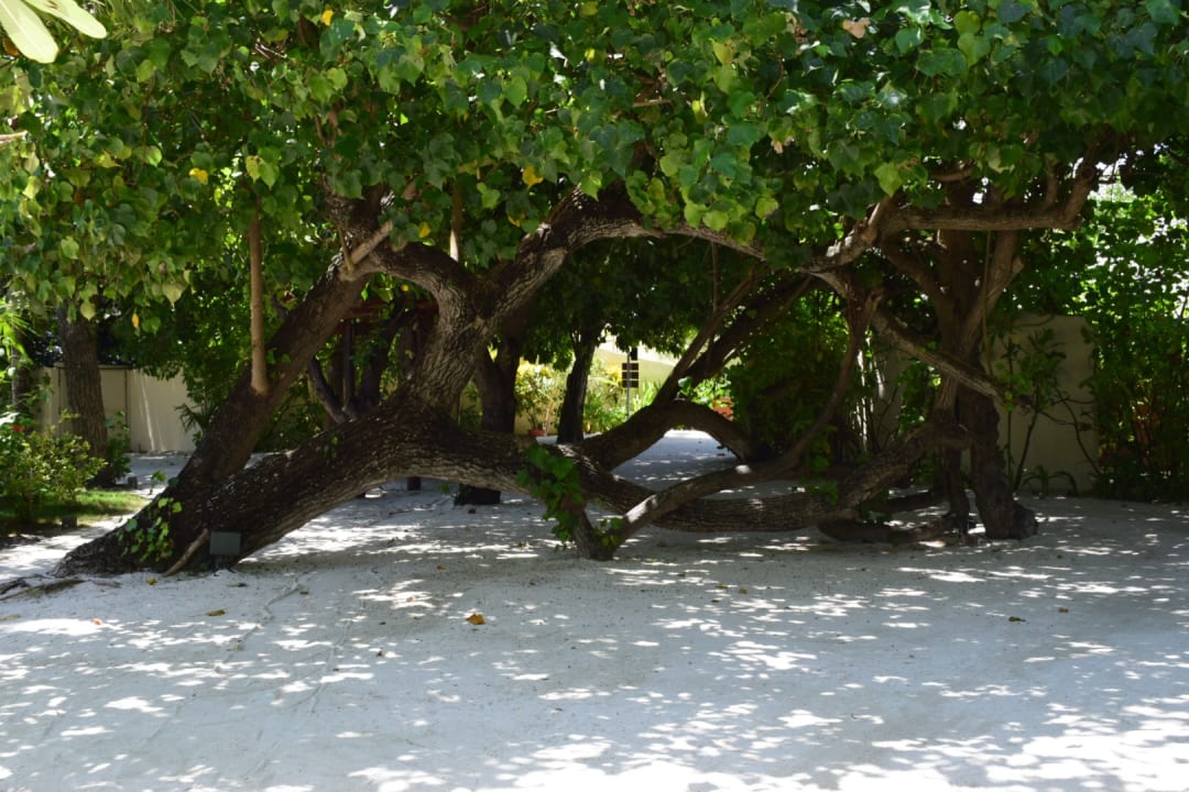Gartenanlage Centara Ras Fushi Resort & Spa Maldives