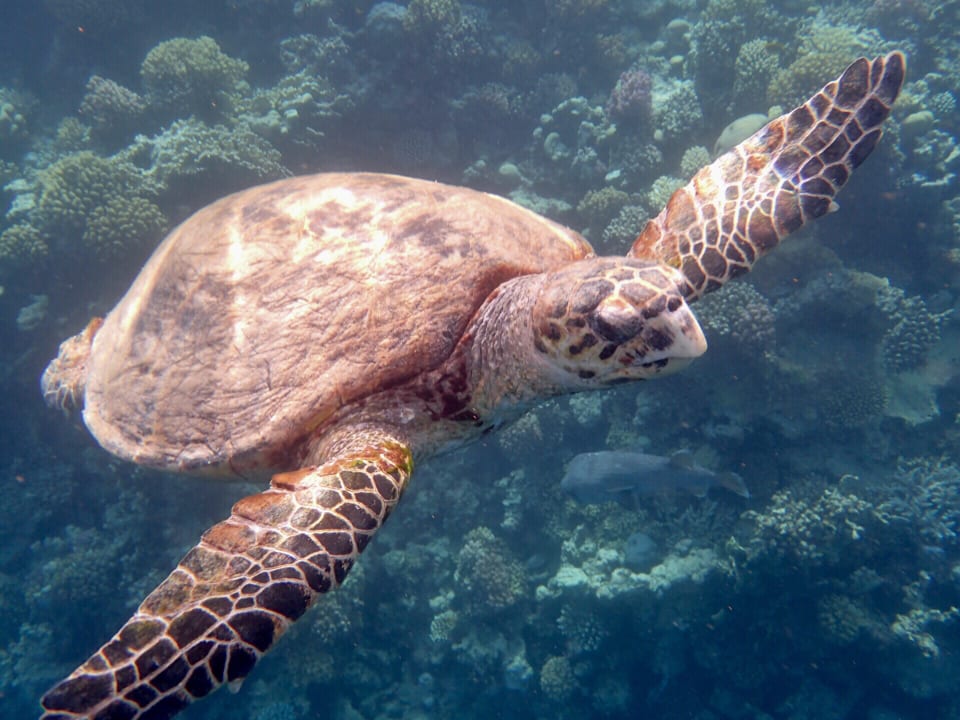 Strand Makadi Spa - Adults only