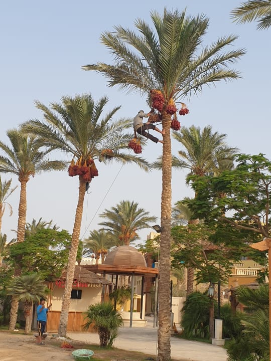 Gartenanlage Grand Waterworld Makadi & Family Star Makadi