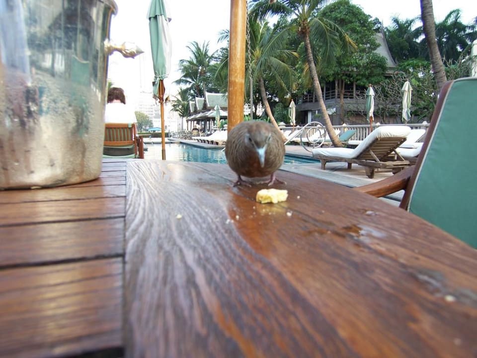 Gefiederter Besuch am Pool Hotel The Peninsula Bangkok