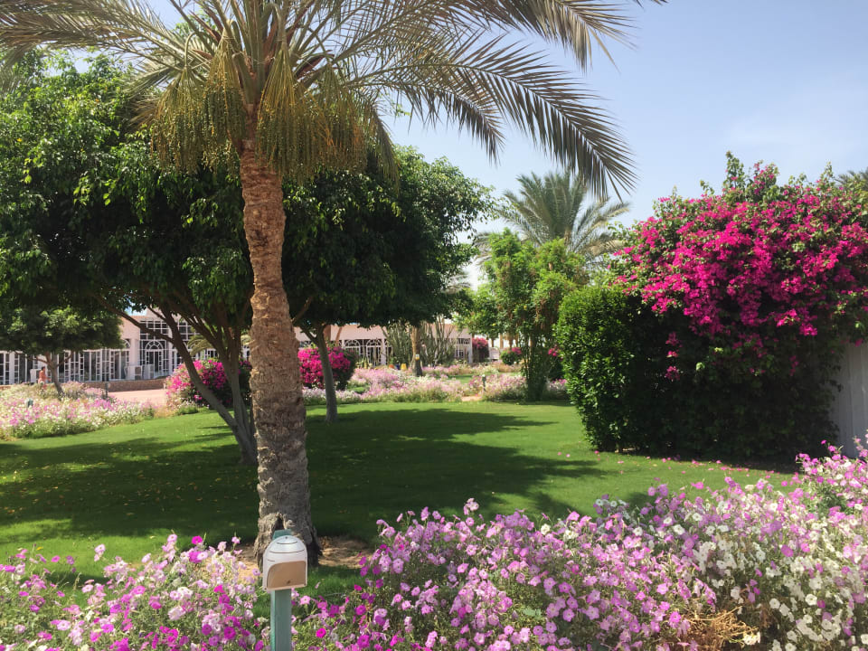Gartenanlage Desert Rose