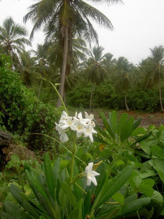 Wildblumen Wyndham Alltra Samana
