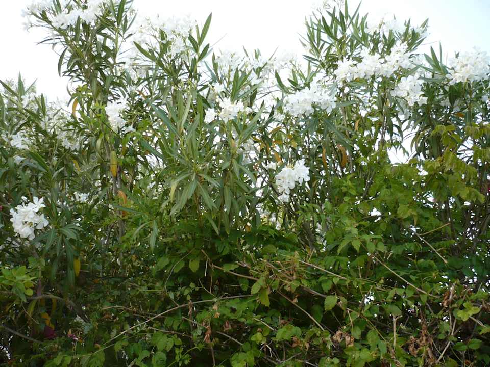 In the garden Hotel Fire Fly