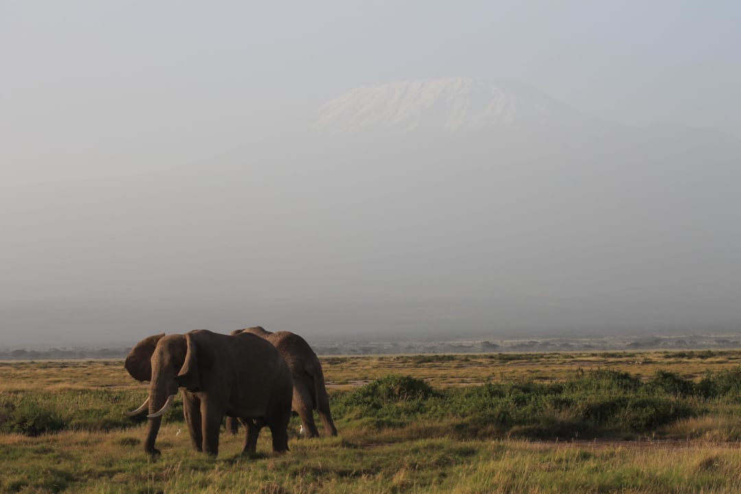 Kilimajaro am Morgen Ol Tukai Lodge